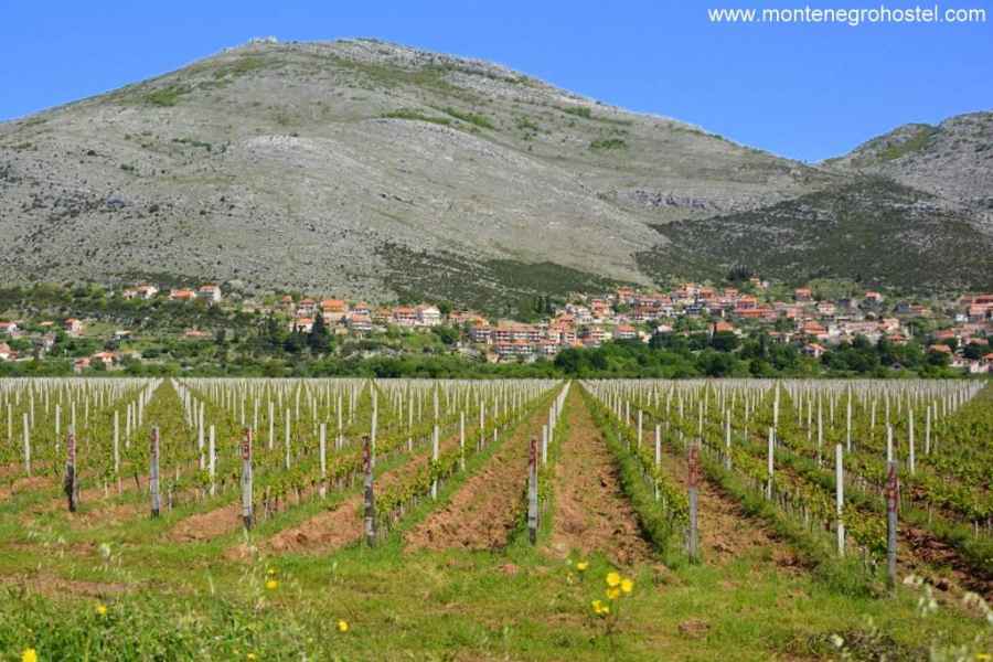 Vinogradi Trebinje JPG