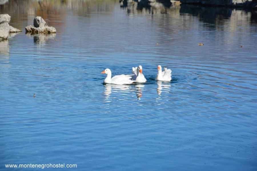 Ducks on River Cijevna JPG