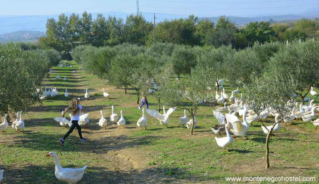 Mrizi i Zanave olive grove