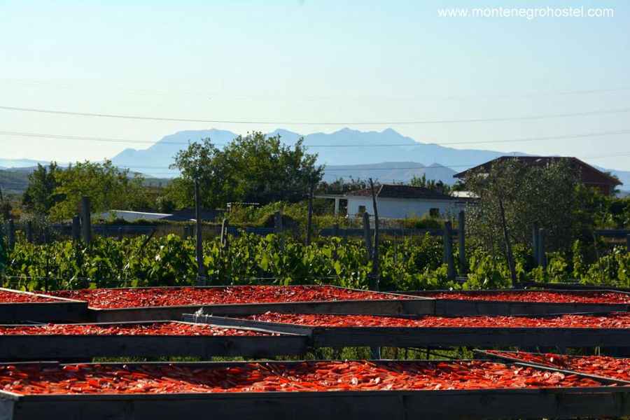 drying tomatoes on the farm
