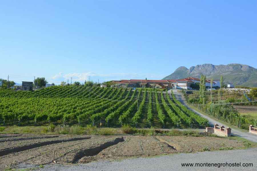 Mrizi i Zanave vineyard