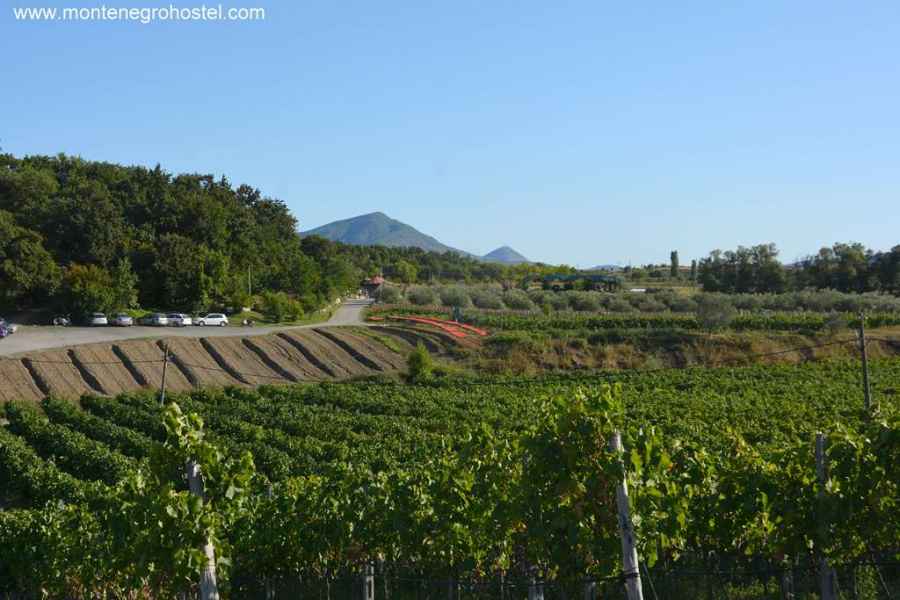 Mrizi and Zanave vineyard and olive grove