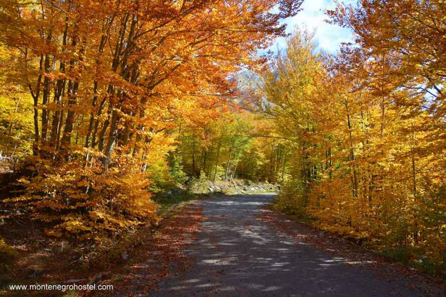 forest in Lovcen National Park
