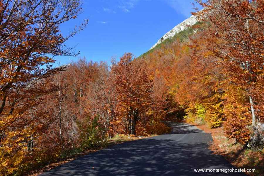 Forest in Lovcen National Park