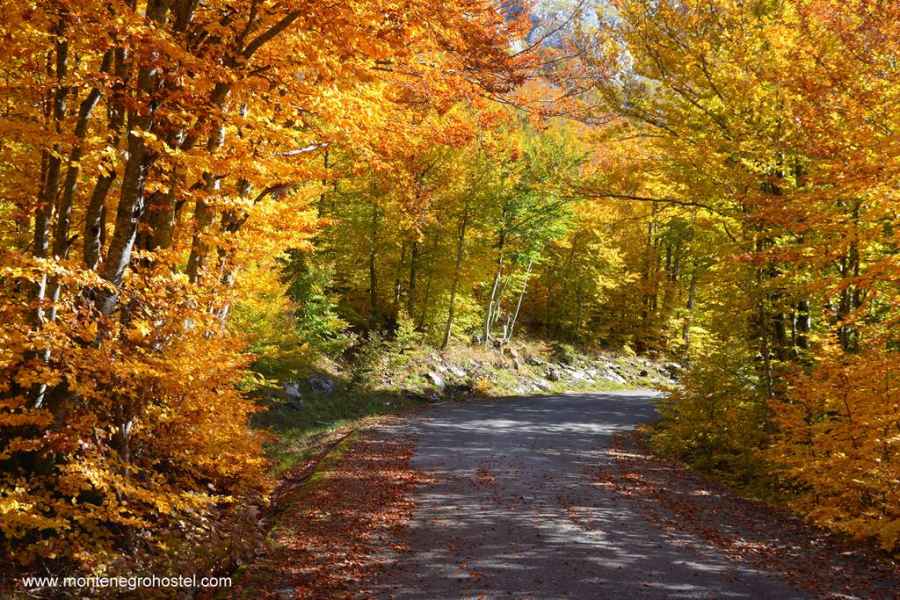Forest in Lovcen National Park