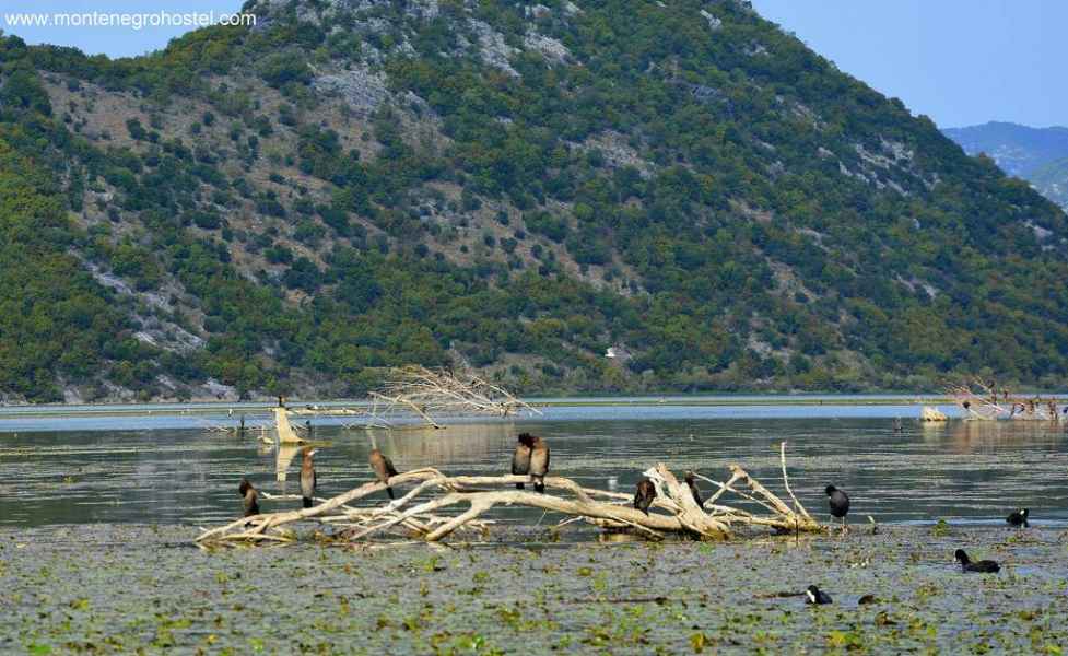 kormorani Skadarsko Jezero