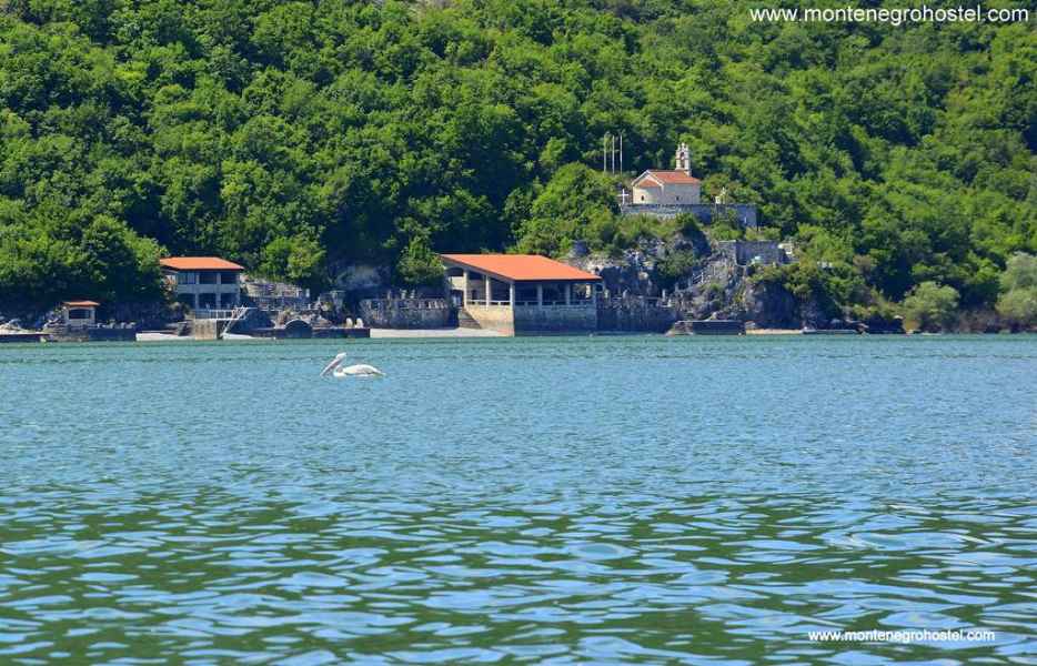 pelikani skadarsko jezero