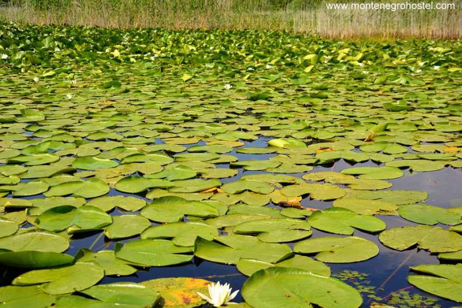 lopoči Rijeka Crnojevica