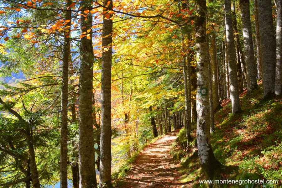 Virgin Forest in Biogradska National Park