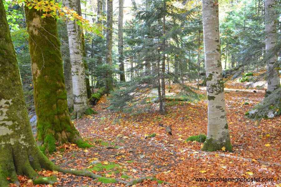 Biograd Gora National Park