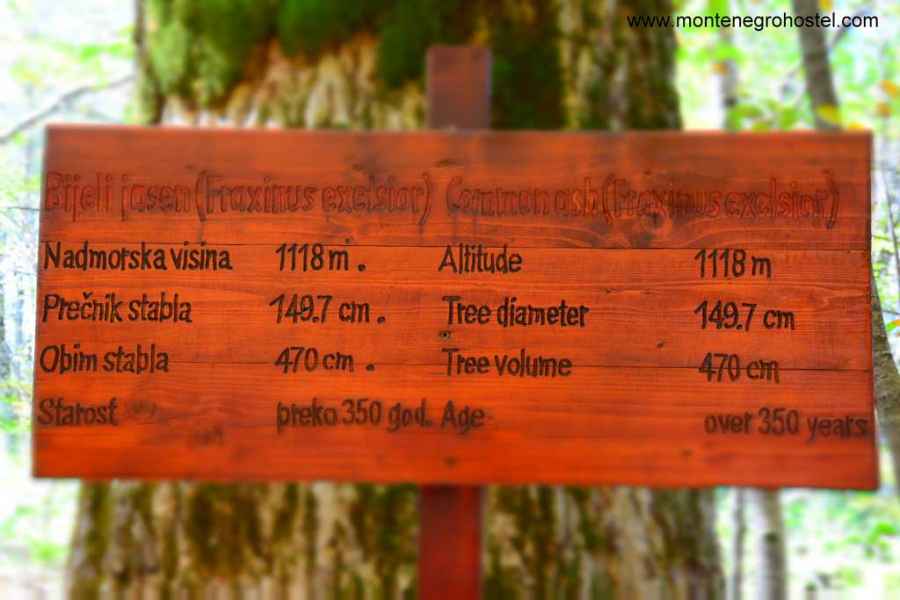 White Ash Over 350 Years Old