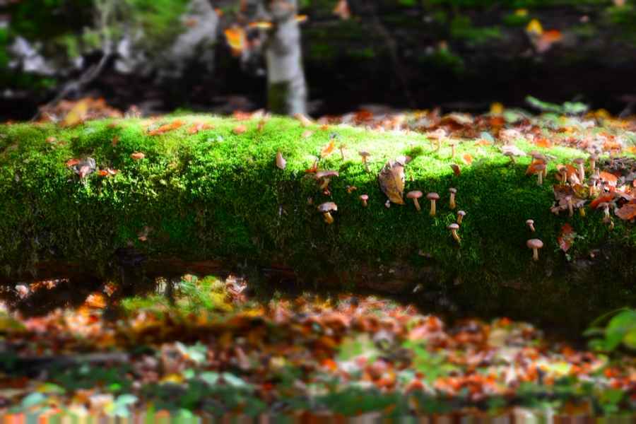 m Nature in National Park Biogradska Gora JPG