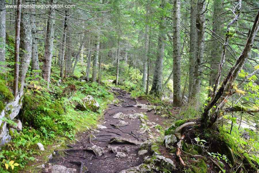 Forest in Durmitor