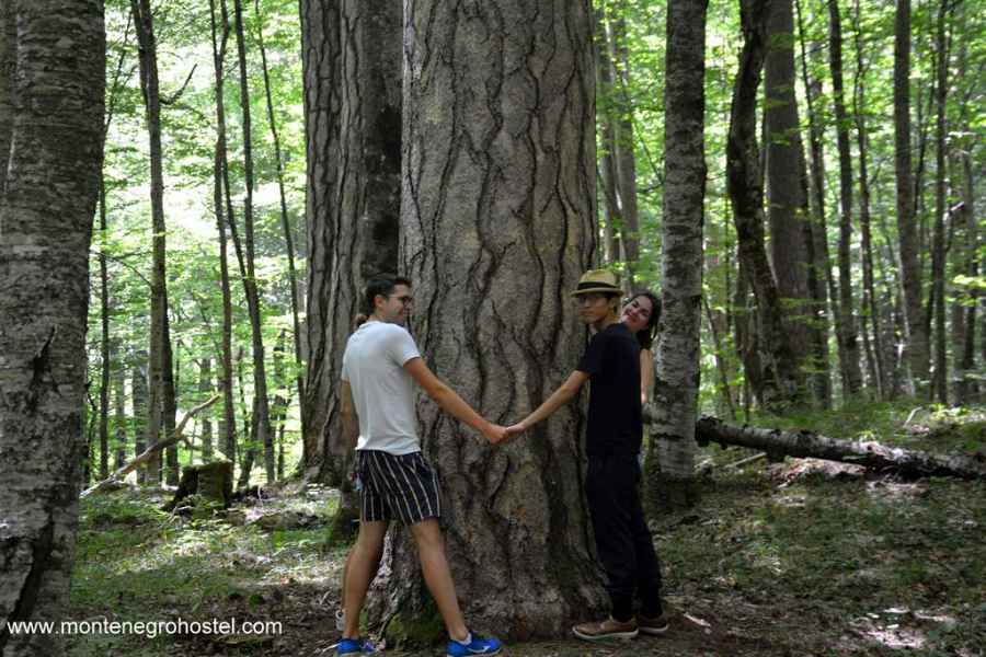 Crna Poda virgin forest
