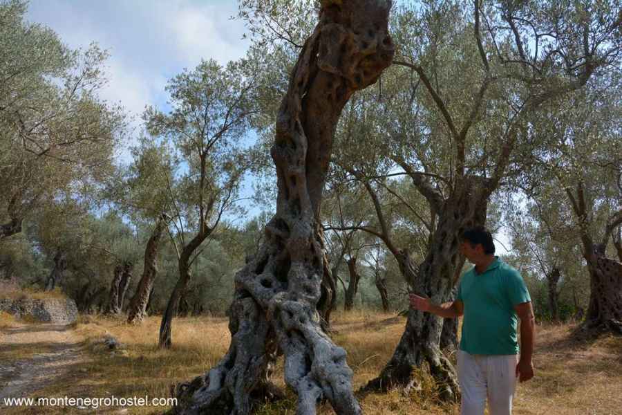 1000 years old olive tree