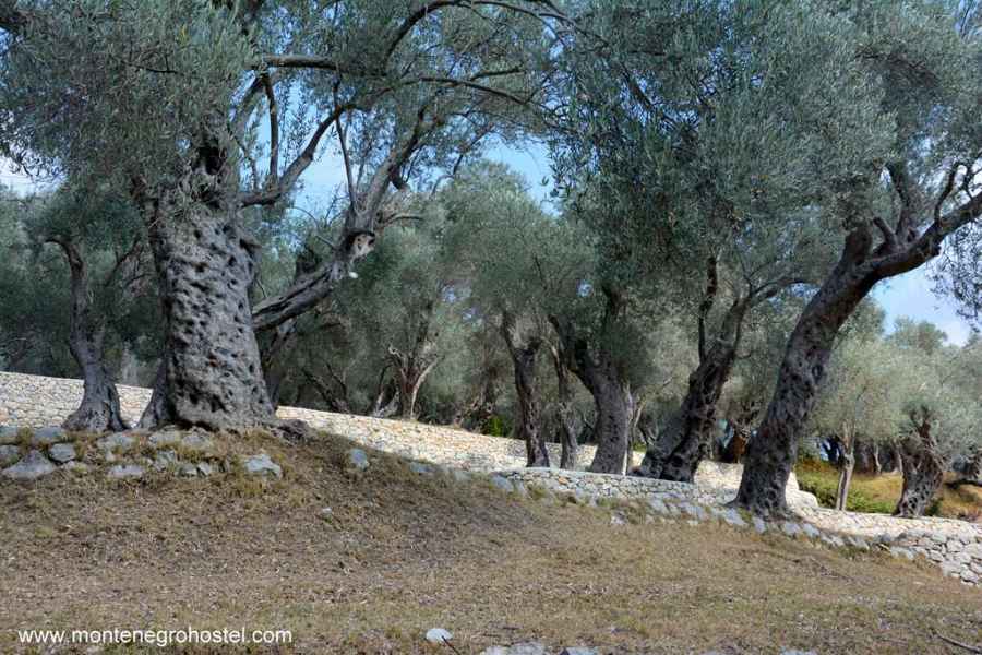 Olive grove in Valdanos