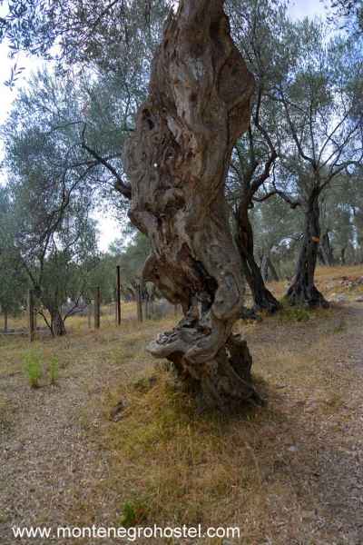 Old olive trees in Valdanos