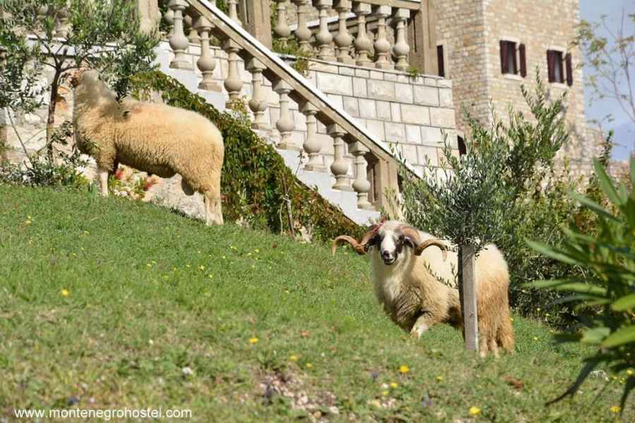 Gardens in the Old Town of Ulcinj