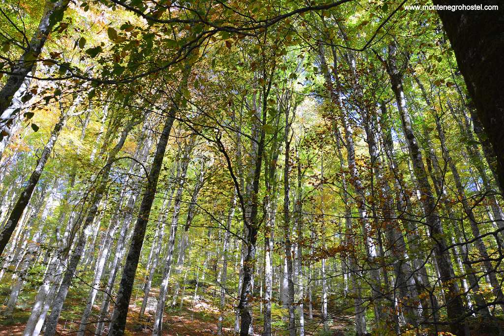 m Virgin Forest in Biogradska Gora National Park 001